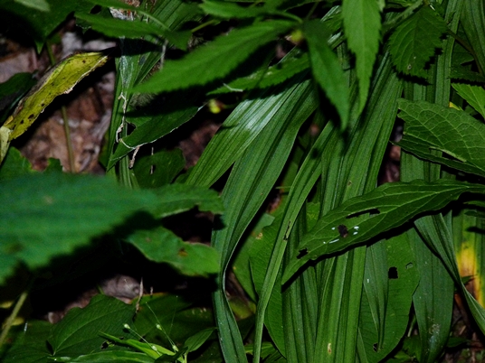 {Melanthium hybridum}